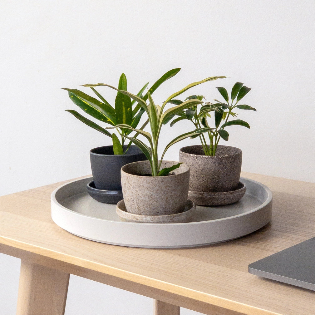 Rice HuskMini Planter