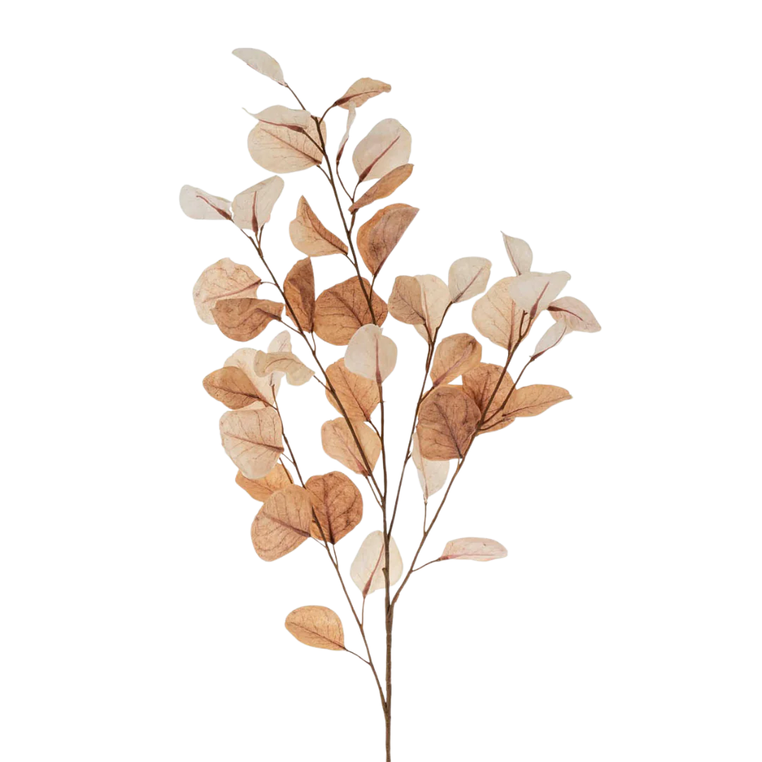 Eucalyptus Dried Branch