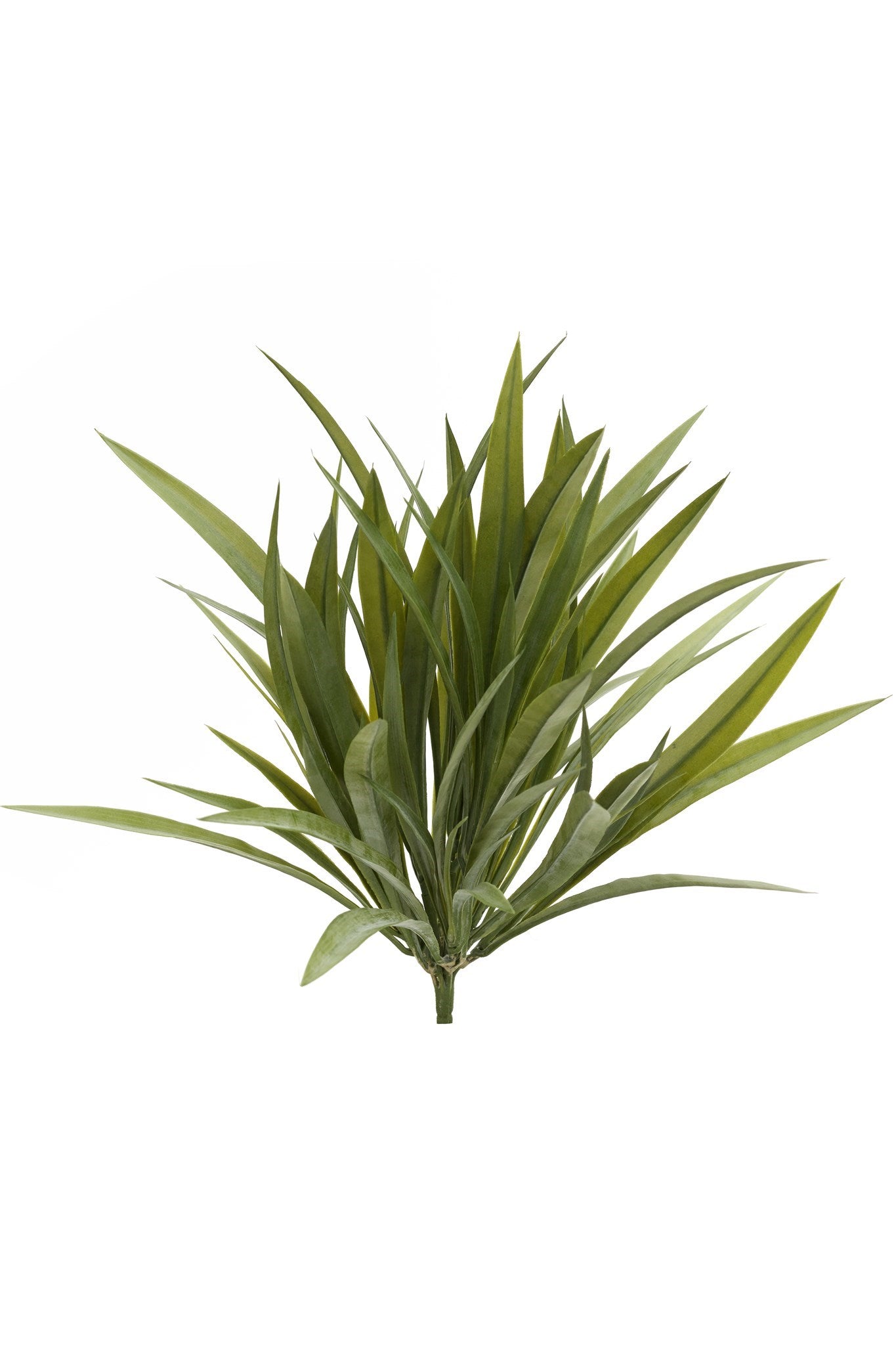 Wild Grass Bunch