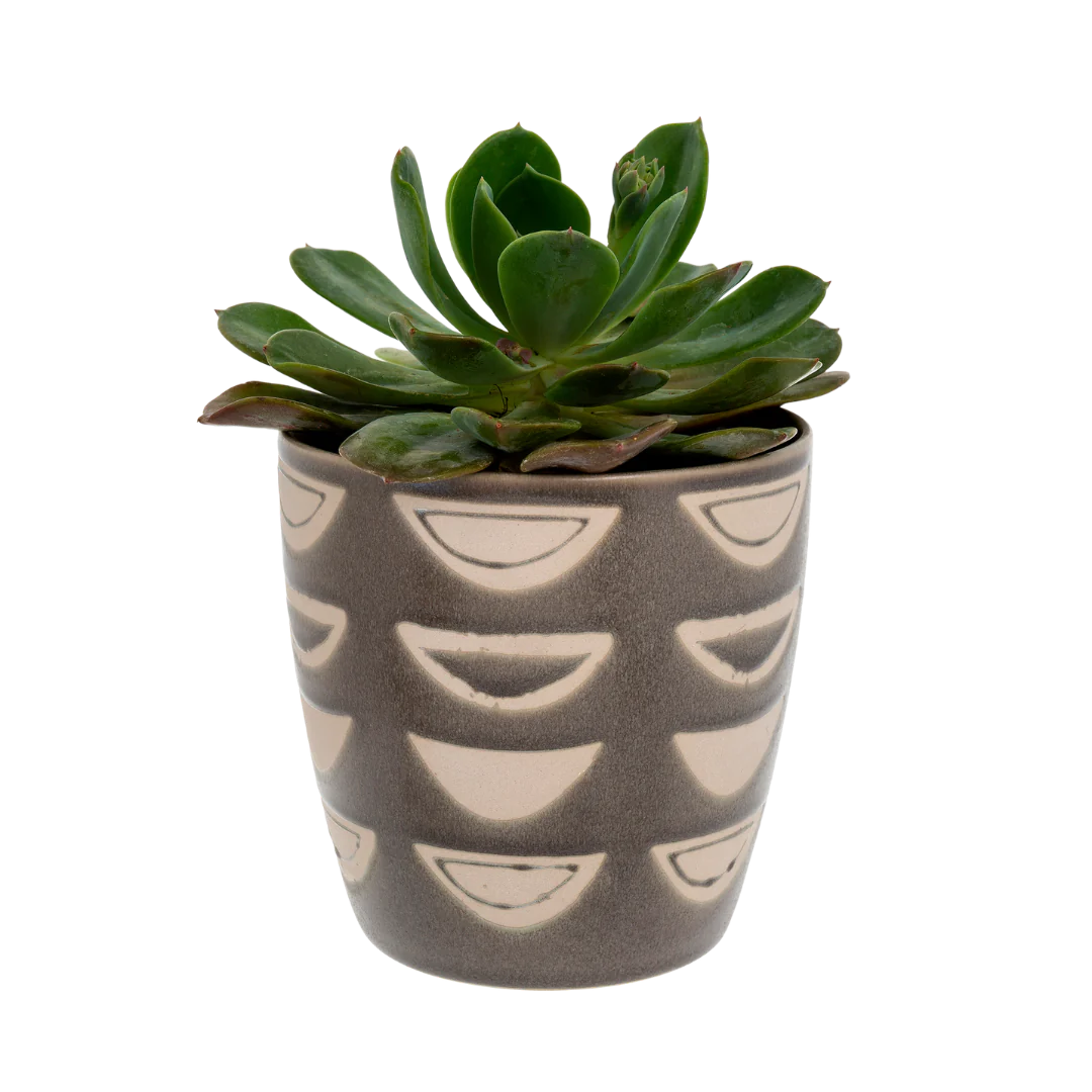 Luna Pot