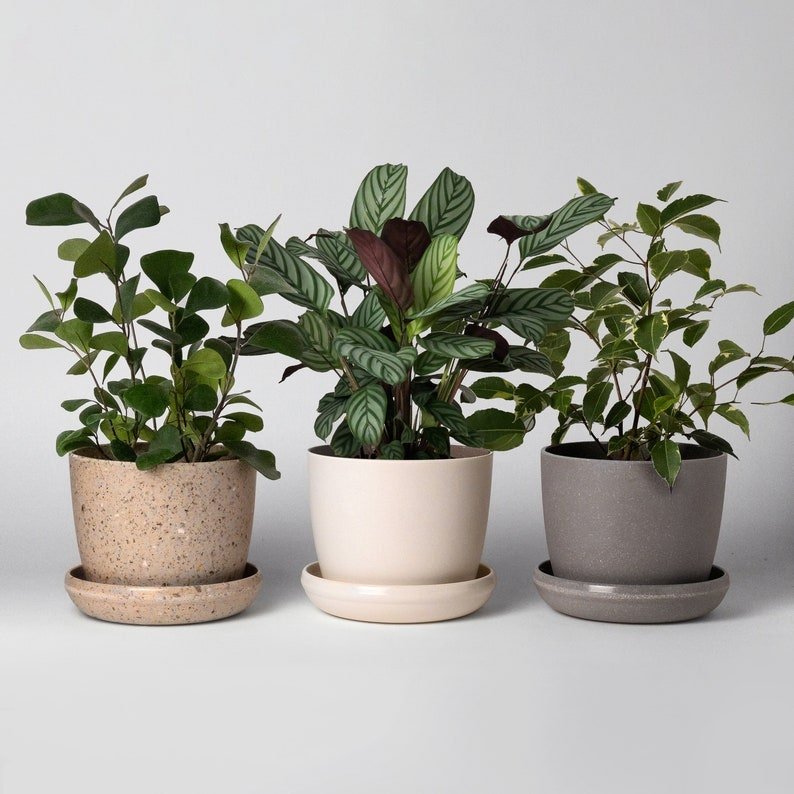 5" White Bamboo Pot w/Saucer