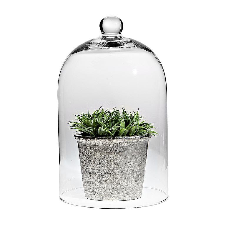 Classic Shape Cloche