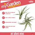 Air Plant Mist