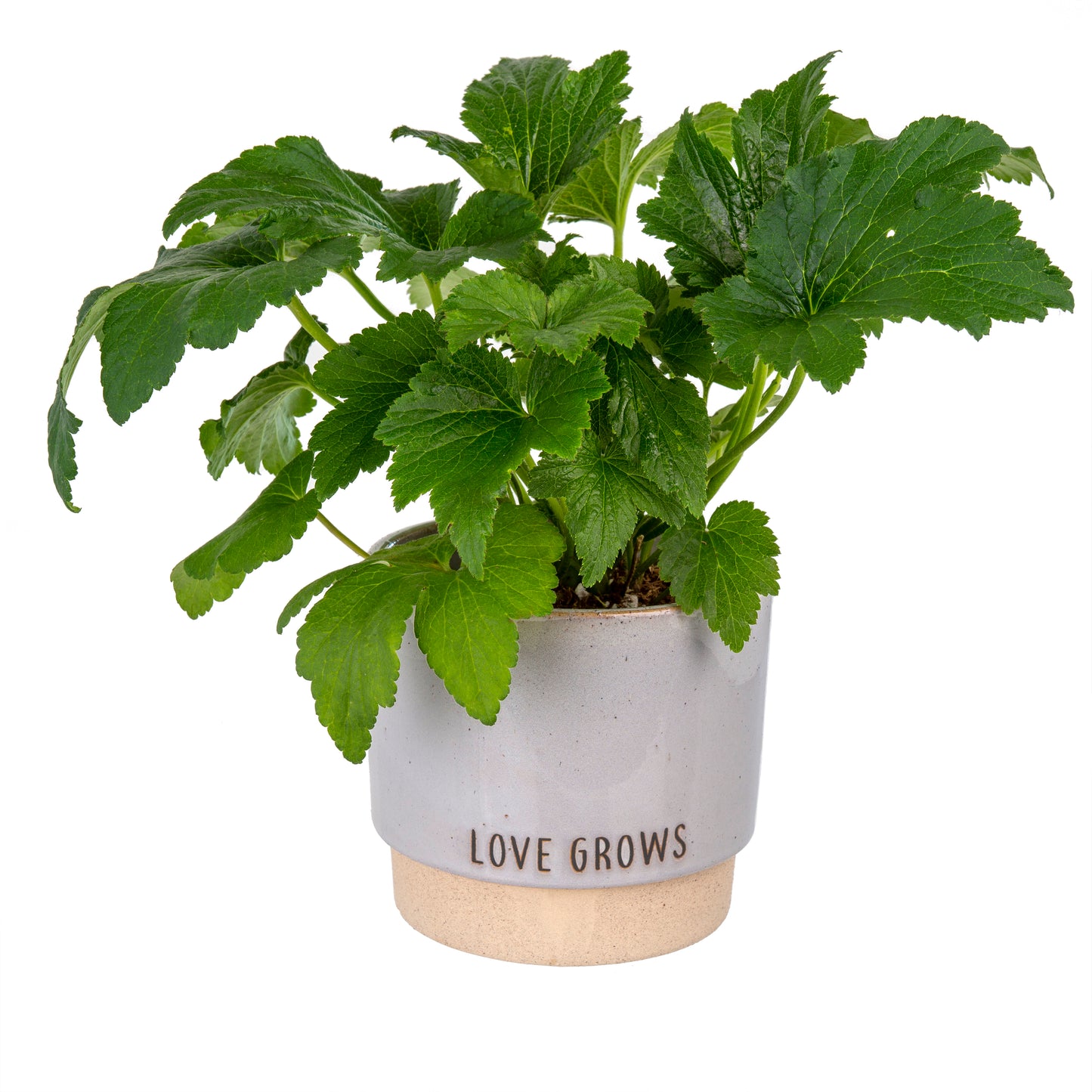 Love Grows Pot