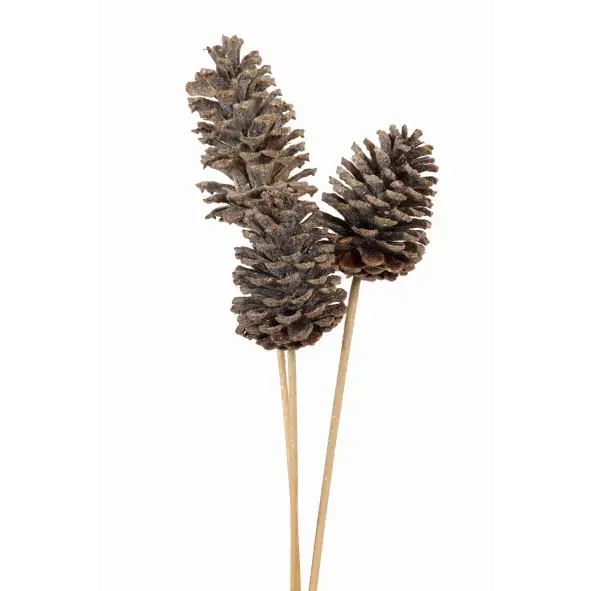 3-stem-pine-cones-3-stem