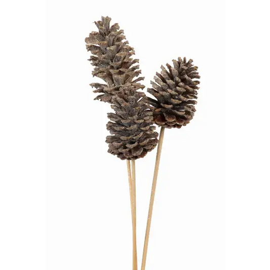 3-stem-pine-cones-3-stem