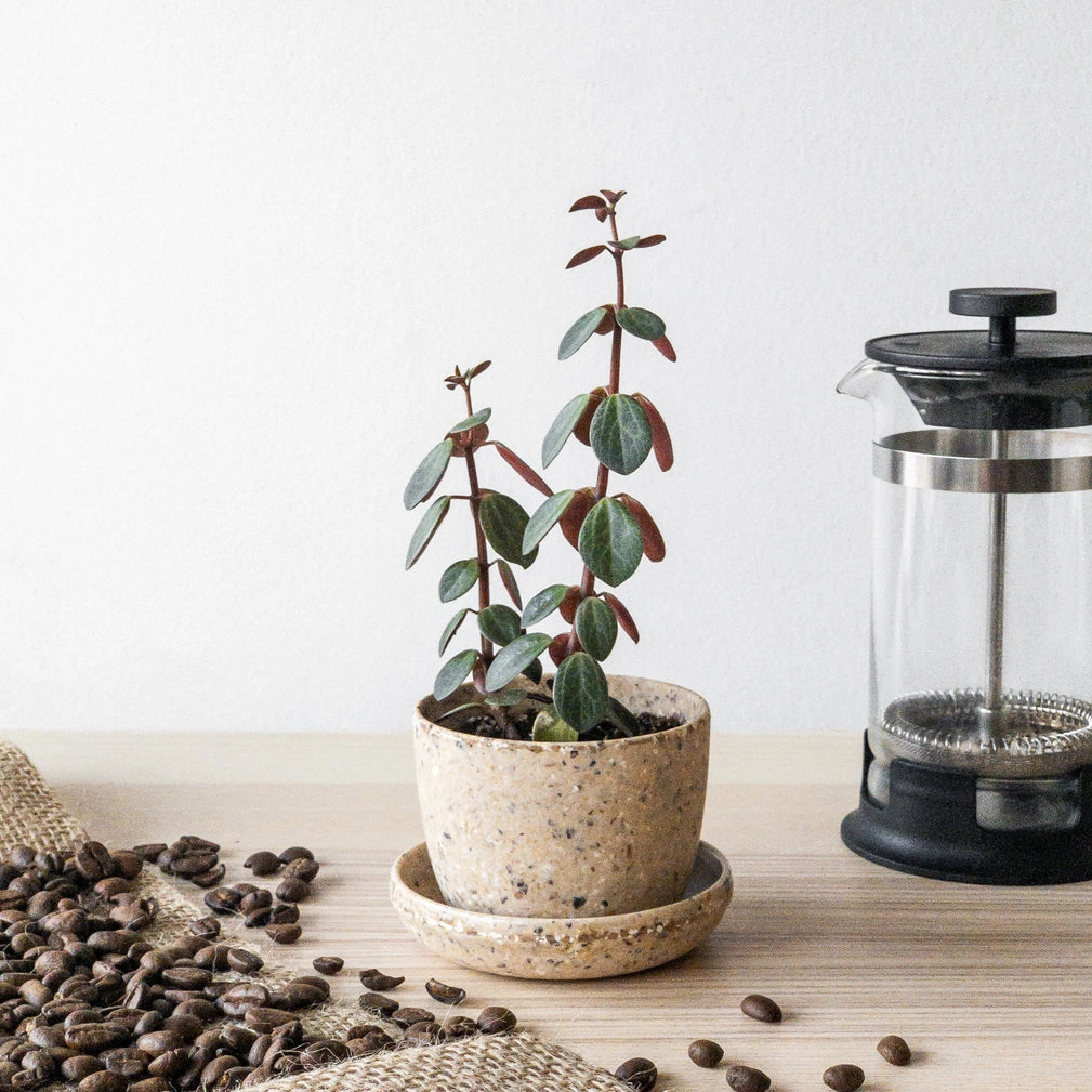 Coffee Bean Husk Mini Planter