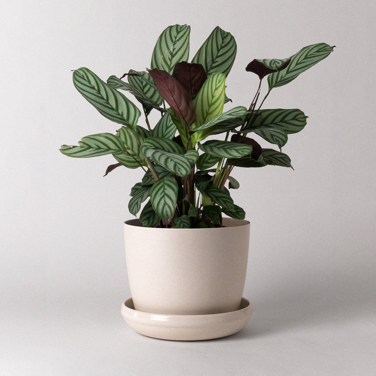 7" Upcycled Pot w/saucer