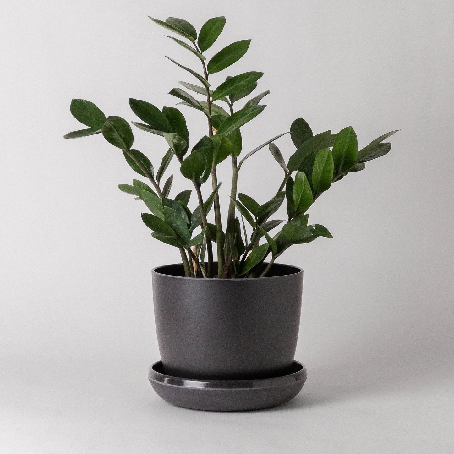 bamboo-black-planter-w-saucer-5