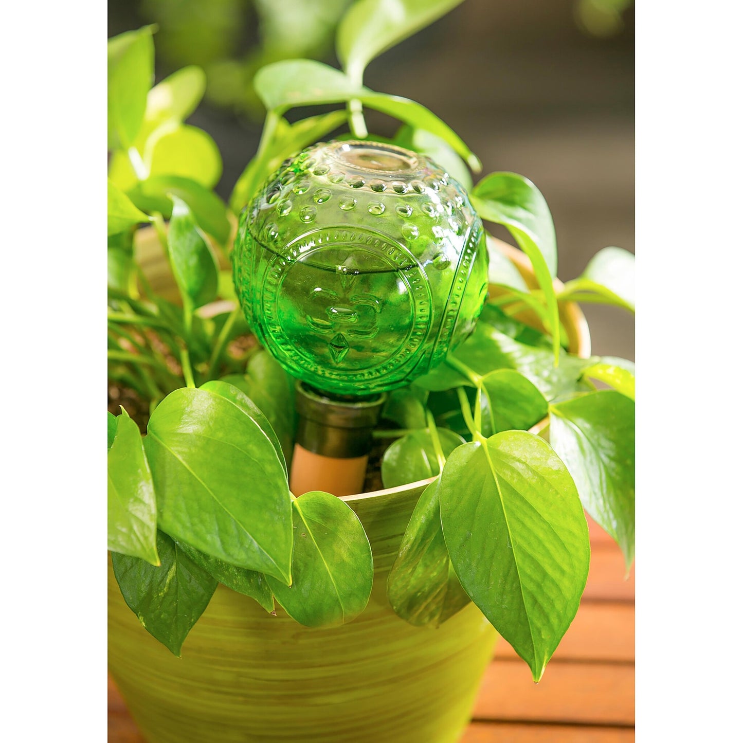 Embossed Glass Watering Globe