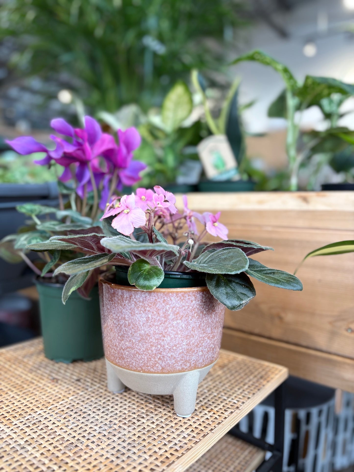 Botanist Pot - Plum - 4"