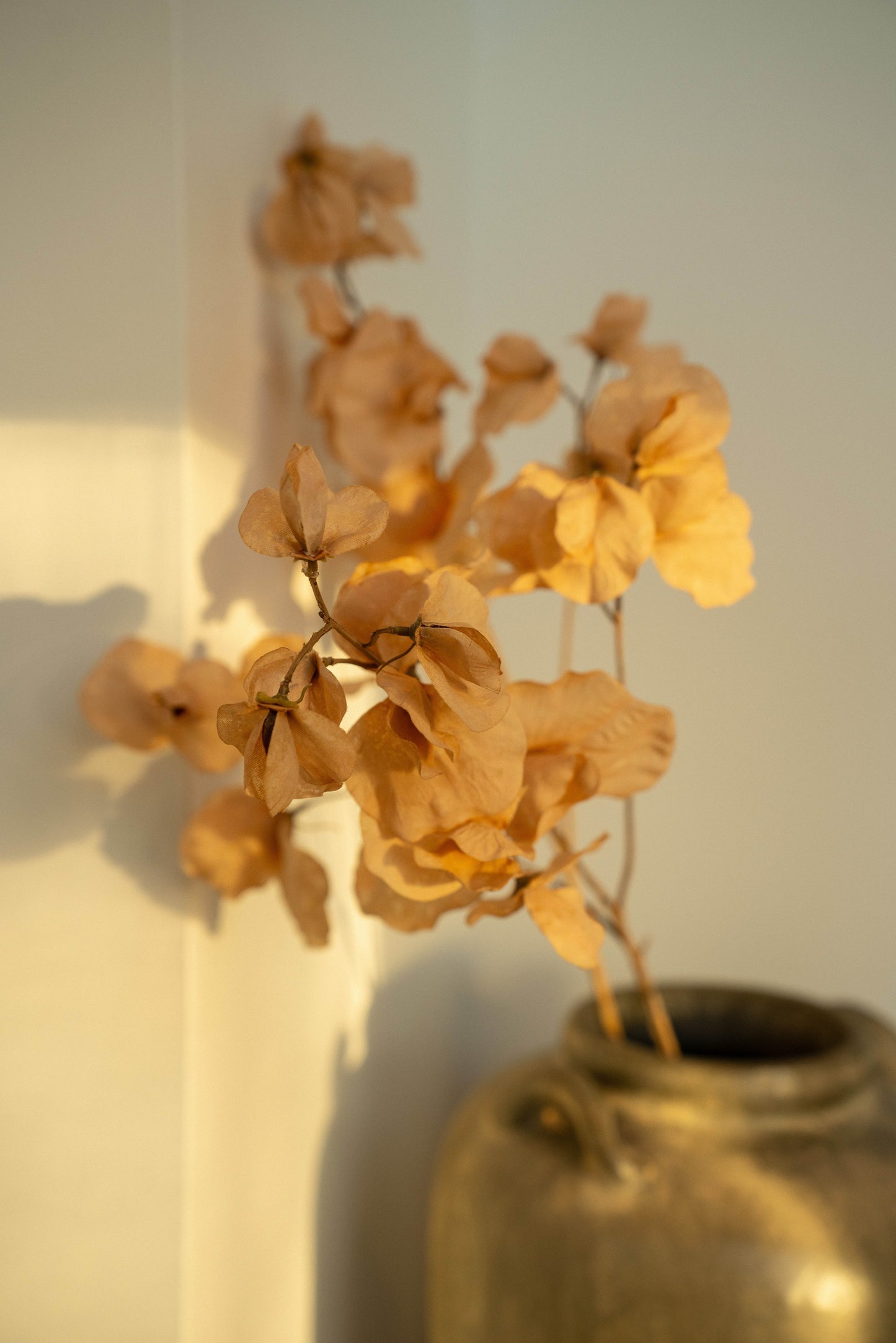 Sweet Pea Dried Floral Stem