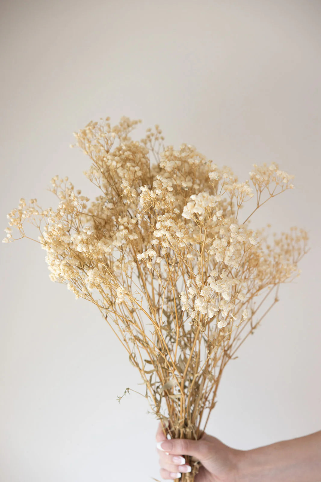 Preserved Baby's Breath Bundle
