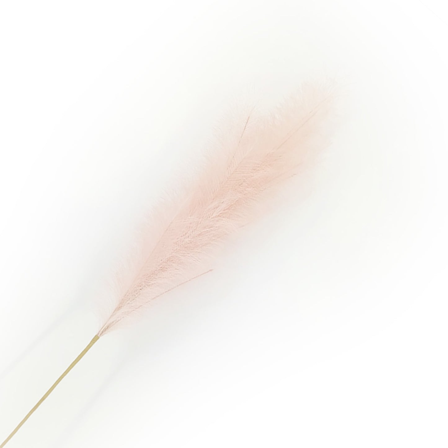 Pink Pampas Grass