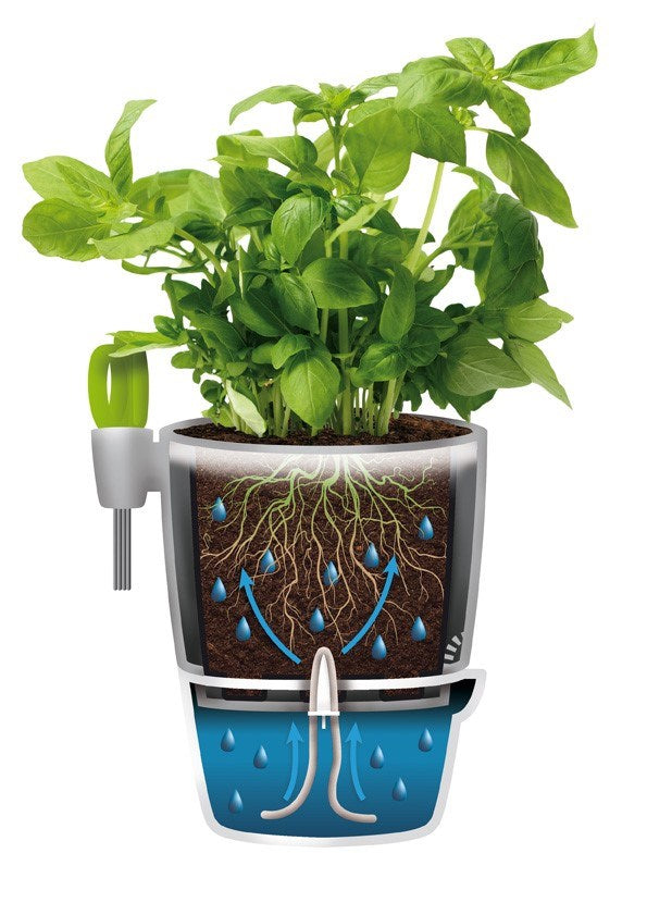 Brussels all in one Herb pot grey