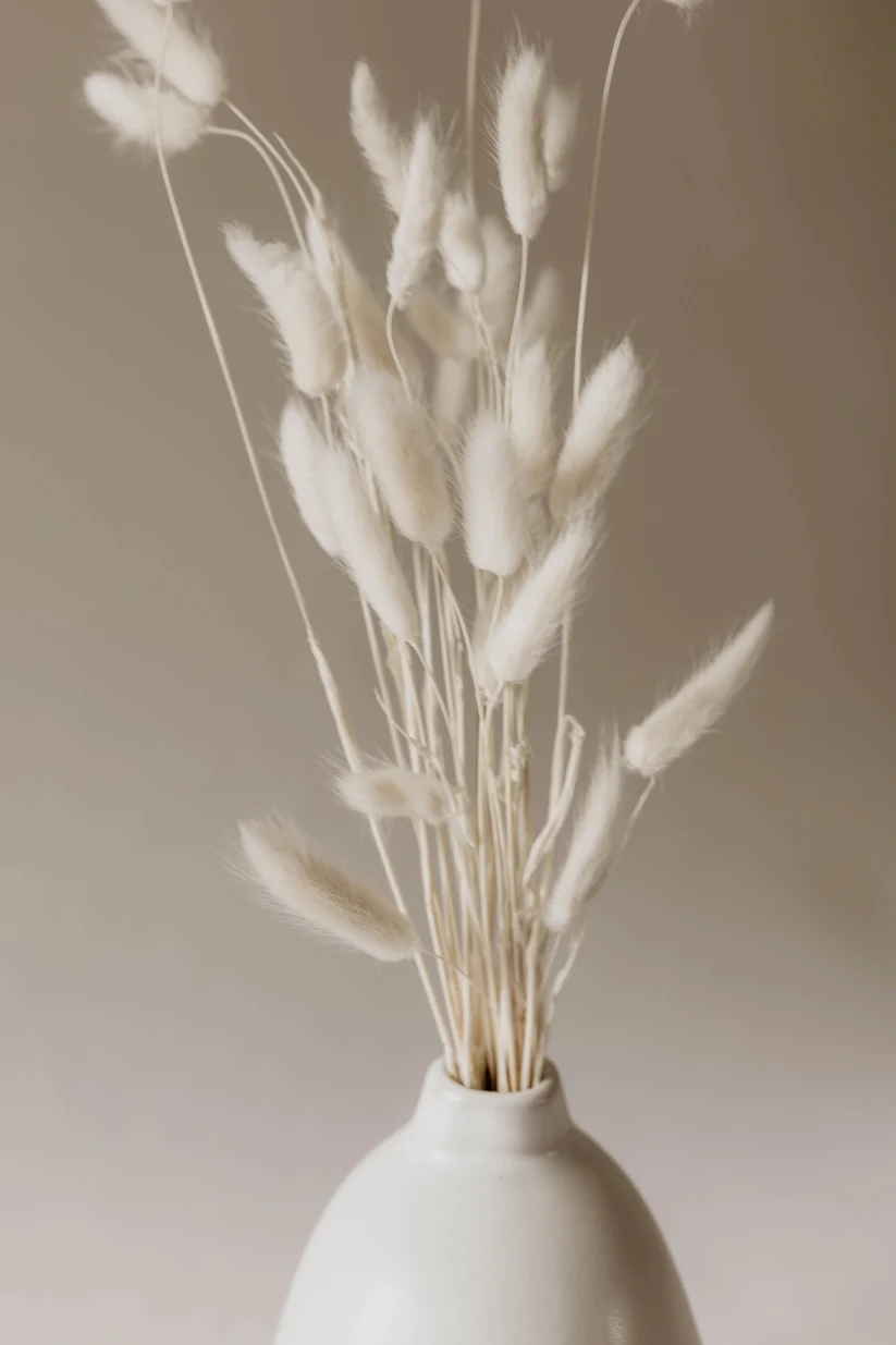 white-bunny-tails-55172597