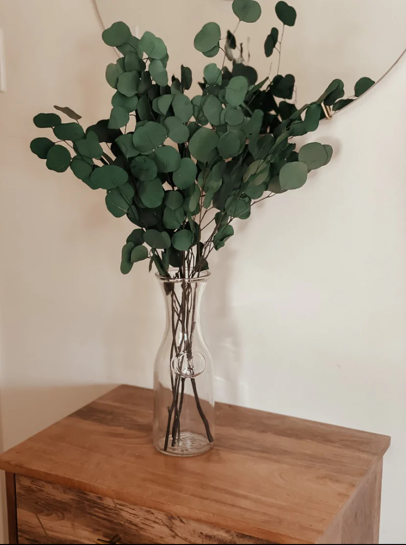 Silver Dollar Eucalyptus Bunch