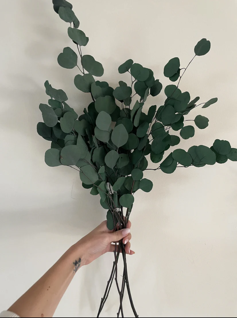 silver-dollar-eucalyptus-bunch