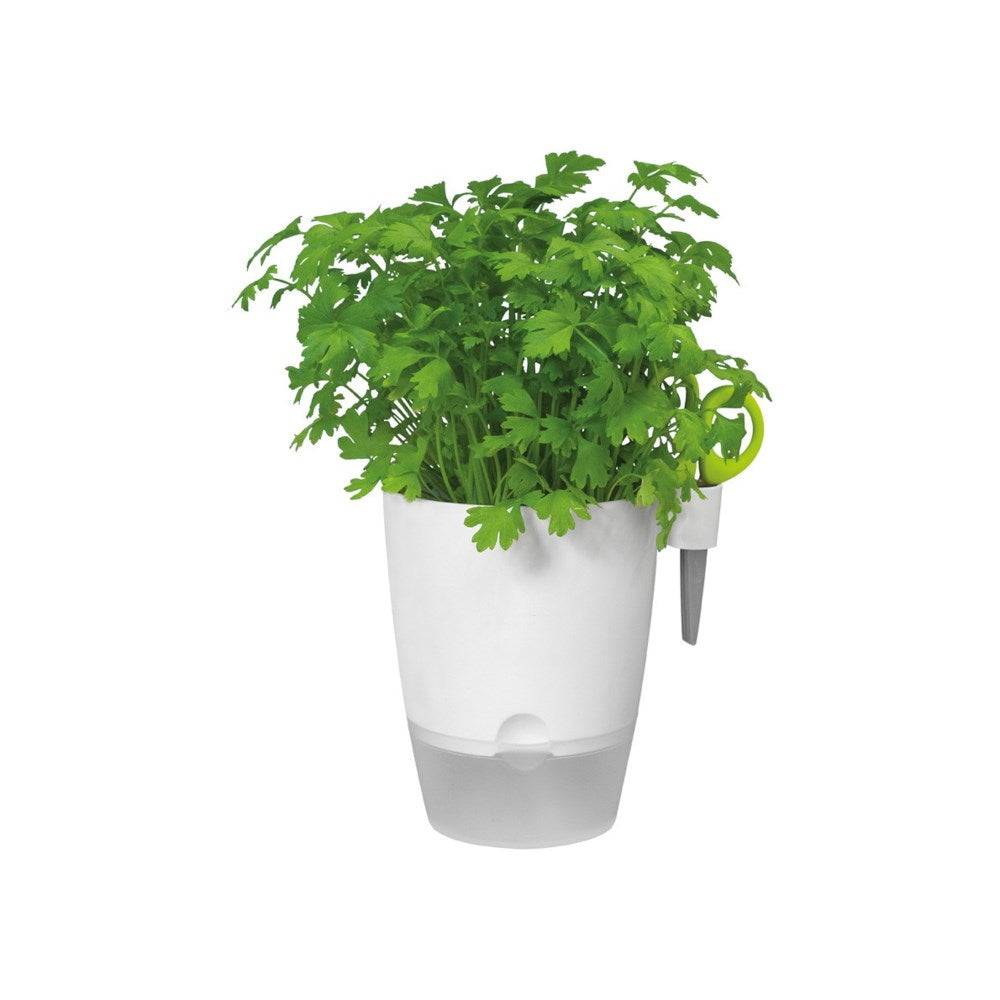Brussels all in one Herb pot white