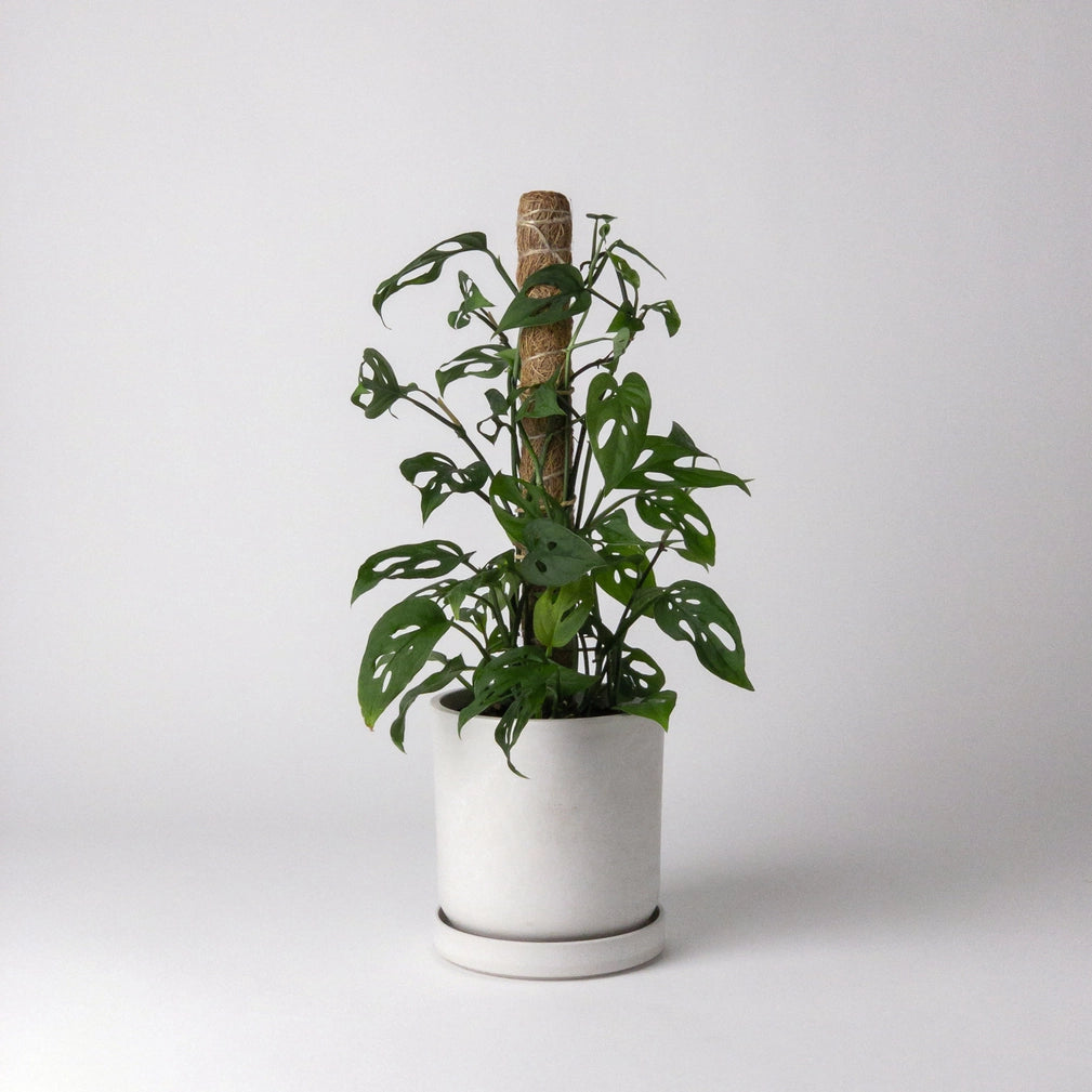 Coco Coir Pole - small