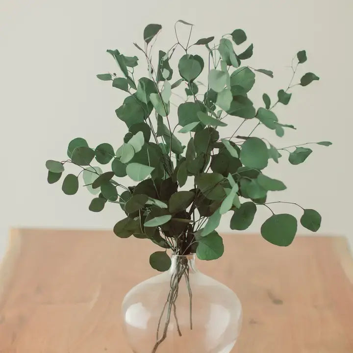 silver-dollar-eucalyptus-bunch-64561512