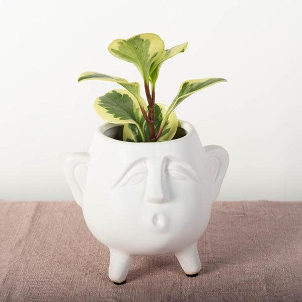 head-pot-575