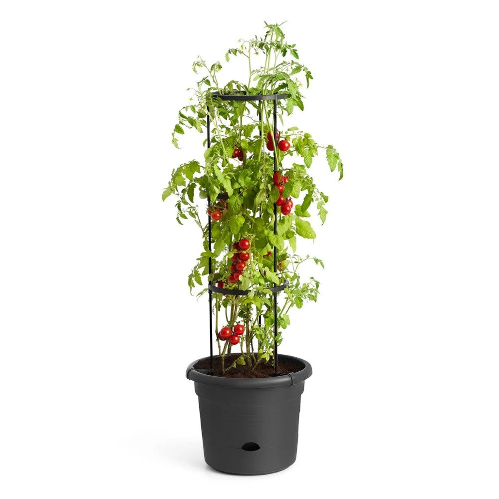Green Basics Tomato Pot - 13"