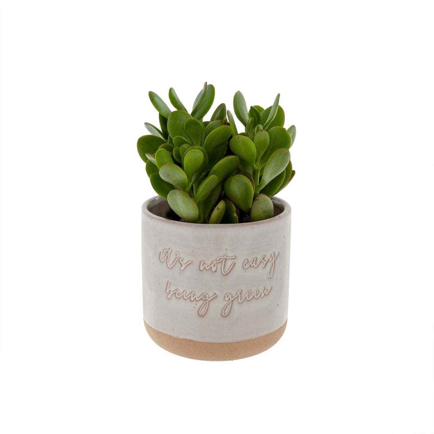 its-not-easy-being-green-pot