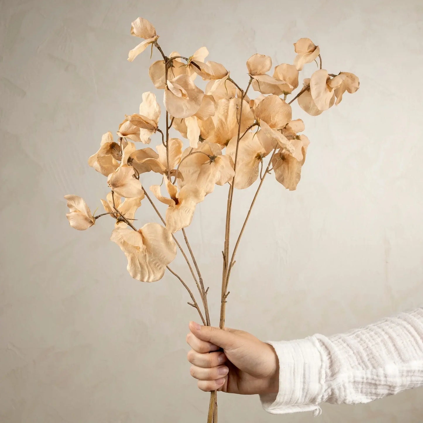 sweet-pea-dried-floral-stem