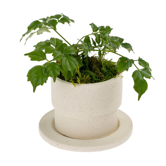 white-clay-pot-w-saucer-5