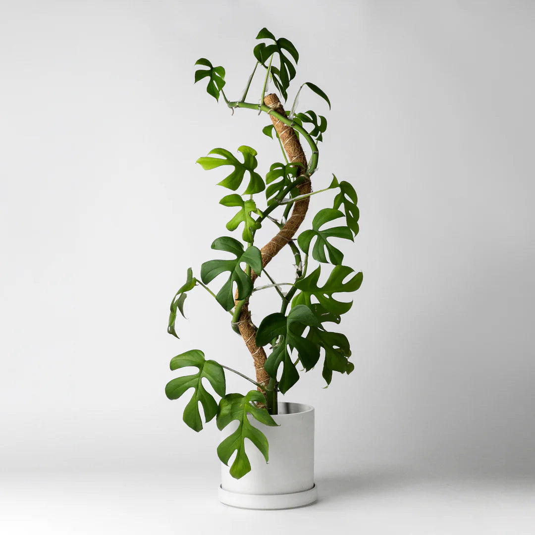 18-bendable-coc-coir-pole-w-stake