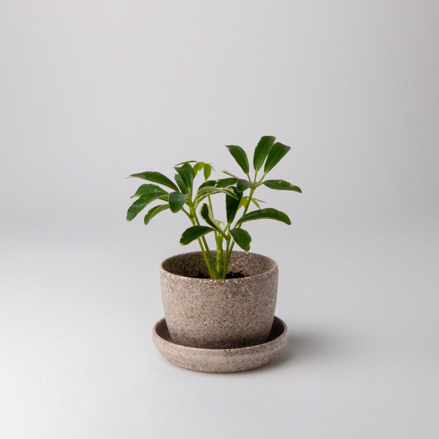 nut-husk-planter