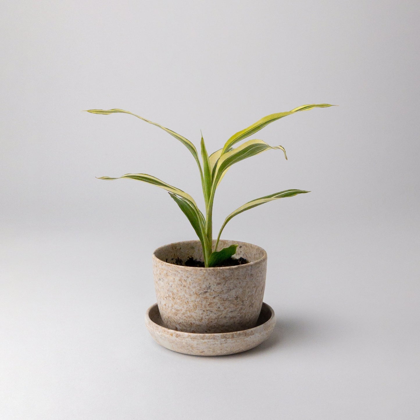 rice-husk-planter