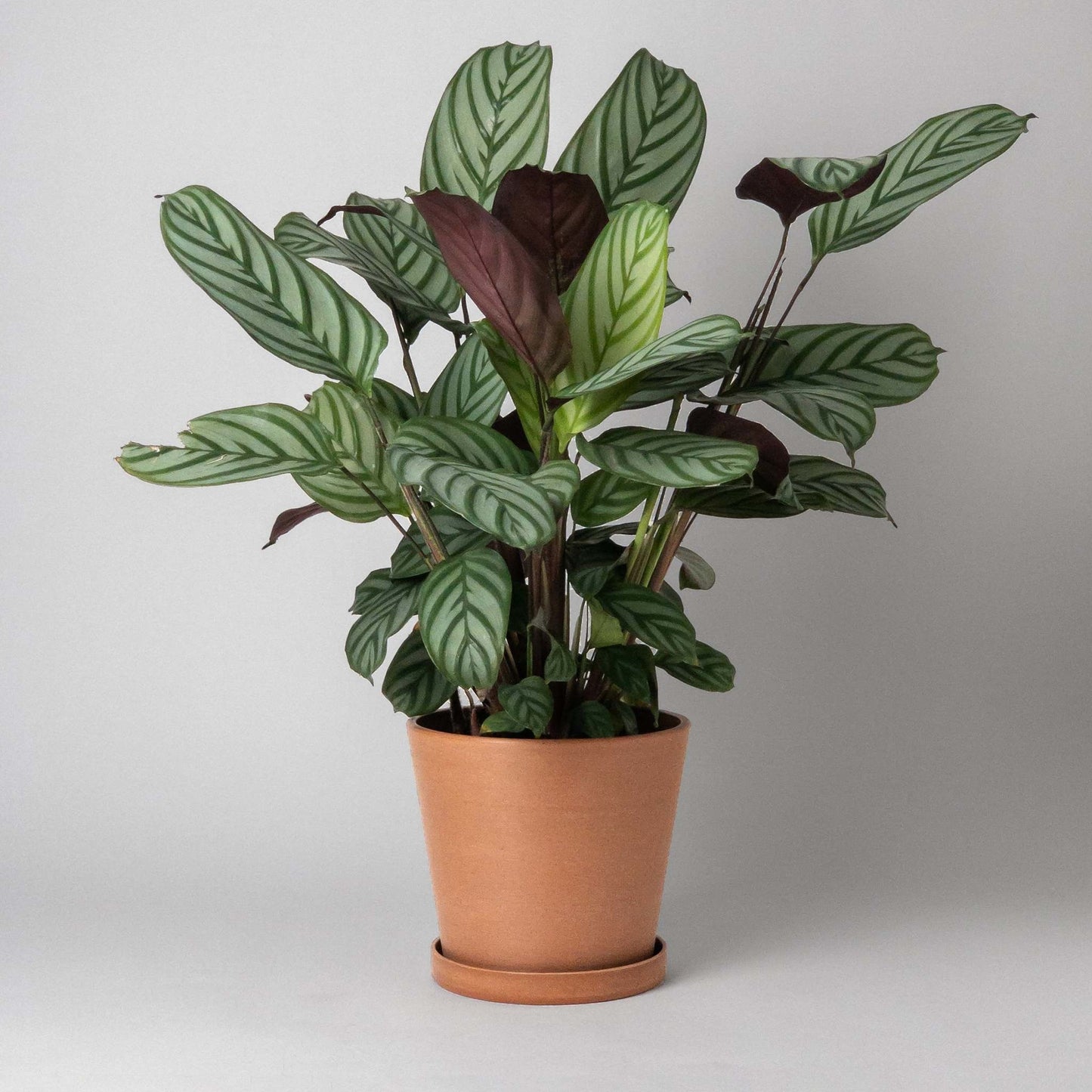 terracotta-7-planter-w-saucer