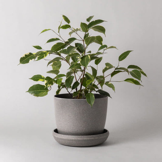 wheat-husk-7-planter-w-saucer