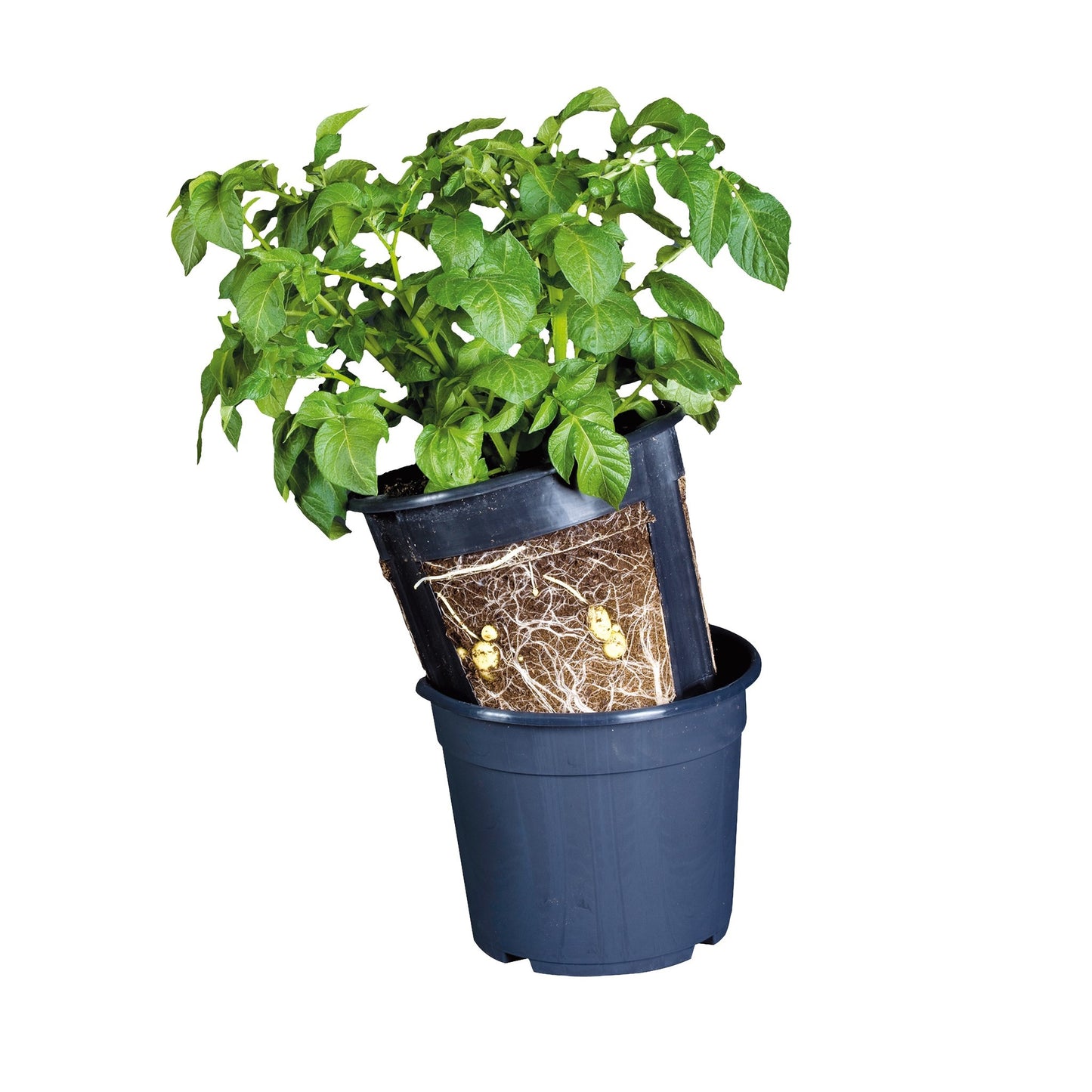 potato-pot