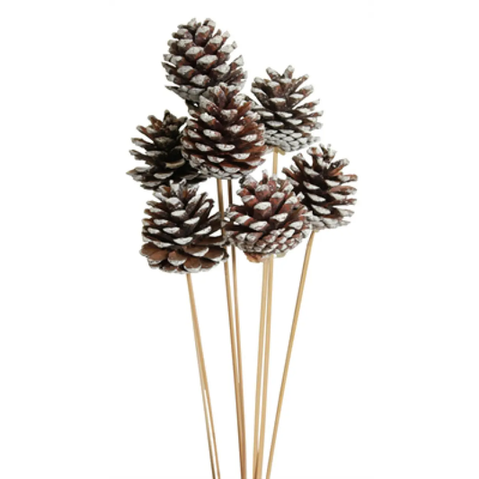 white-tipped-pinecones-5-stems