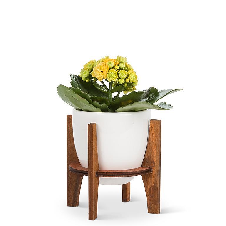 White Pot w/Wooden Stand