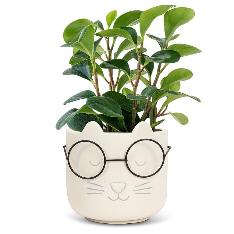 Cat Face w/glasses pot