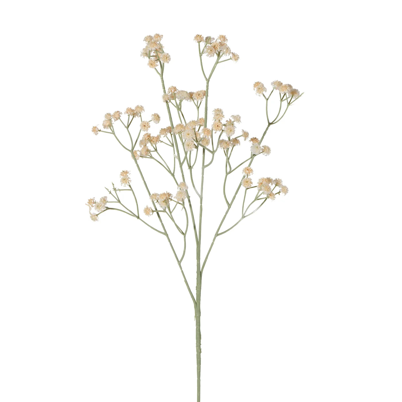 Cream Baby's Breath