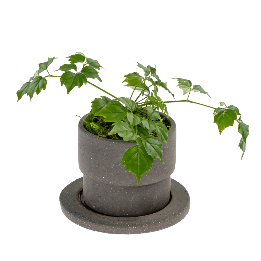 Black Clay Pot w/Saucer