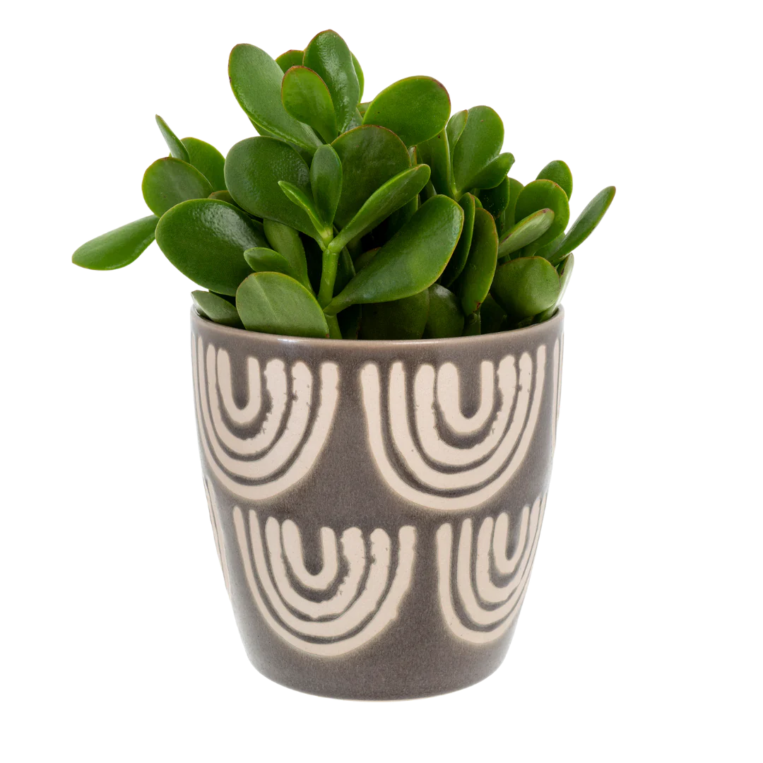 Arches Pot