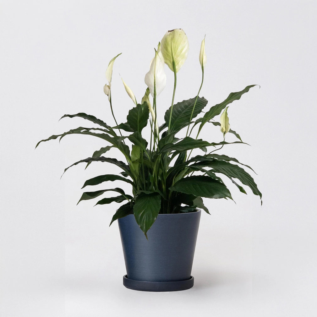7"Tapered Pot w/Saucer
