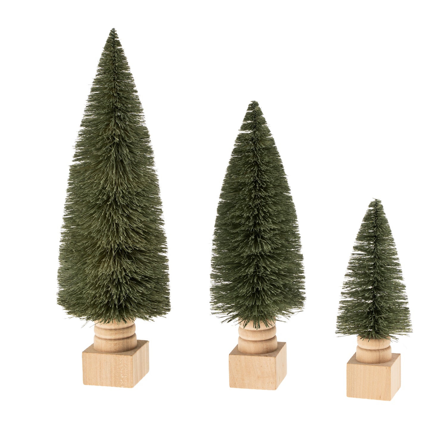 Sisal Bottlebrush Tree