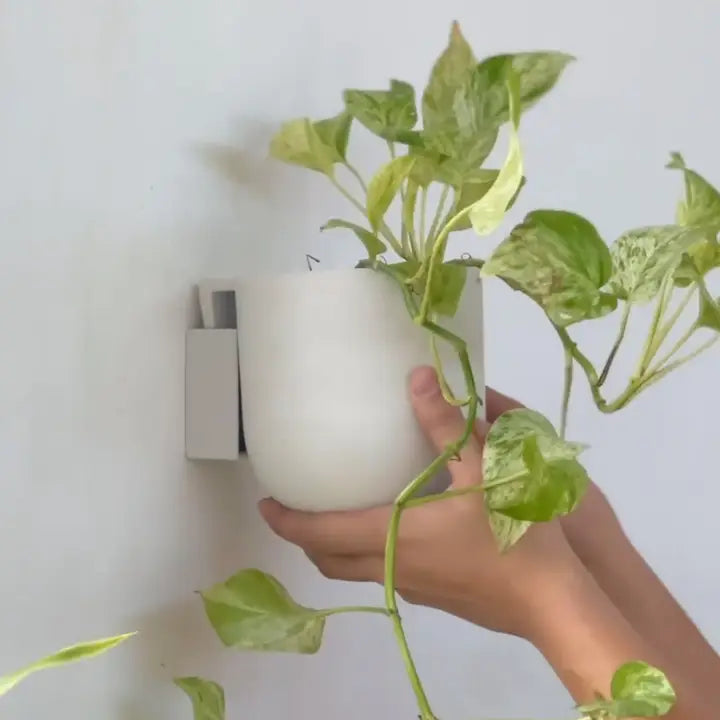 Wall Mounted Pot
