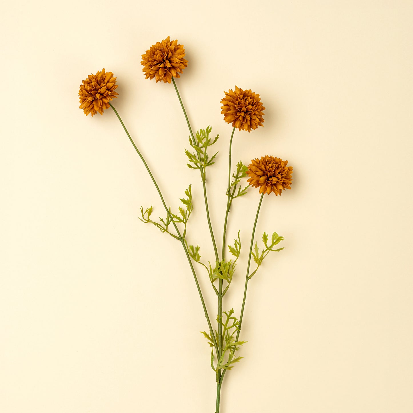 Mini Chrysanthemum