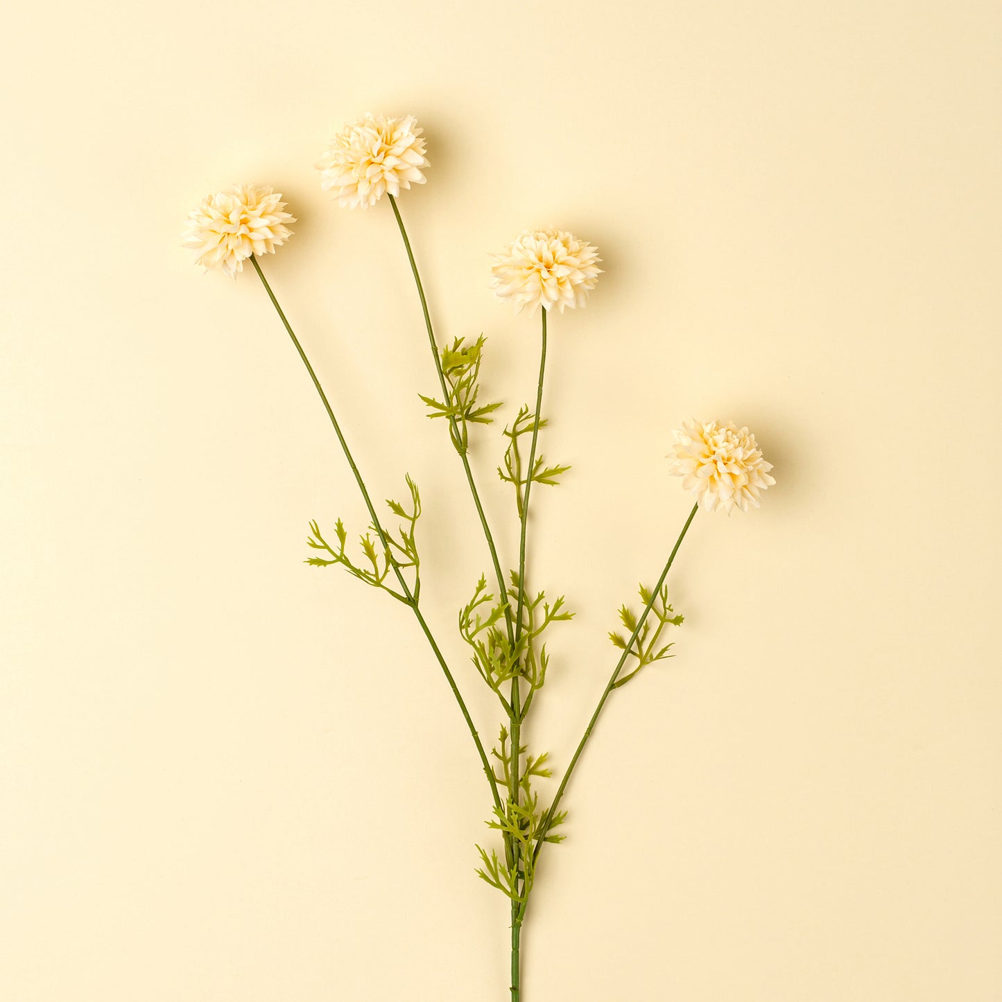 Mini Chrysanthemum