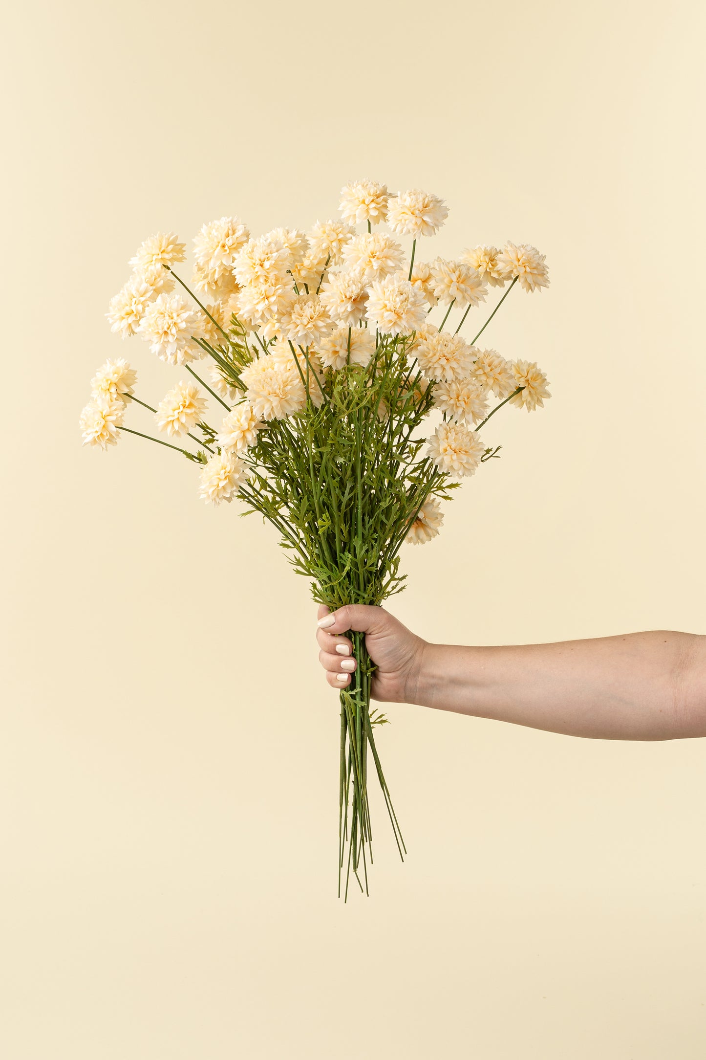 Mini Chrysanthemum