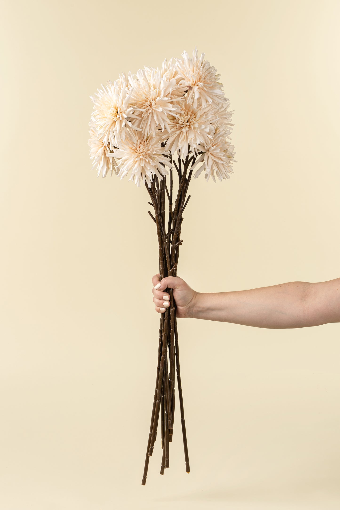 Dahlia Stem