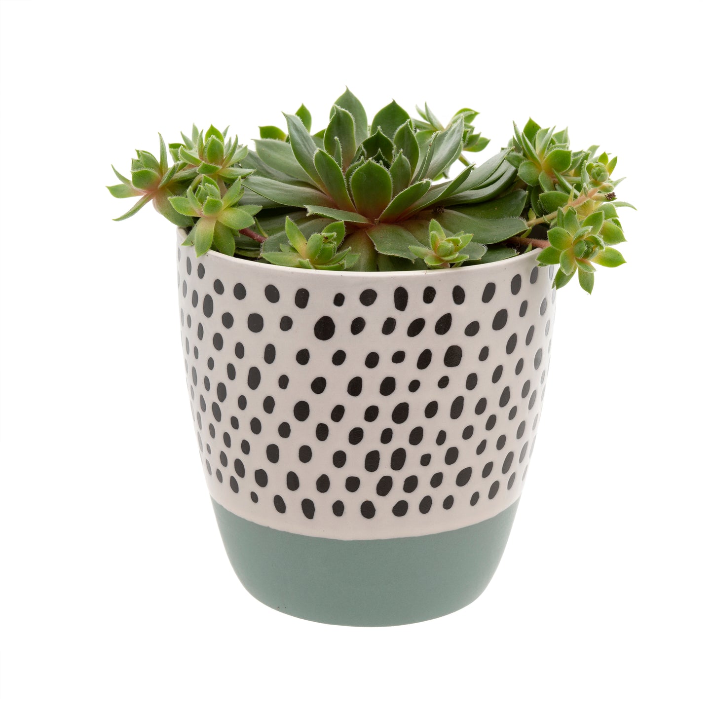 Polka Dot Pot